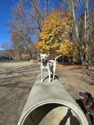 Watson Park