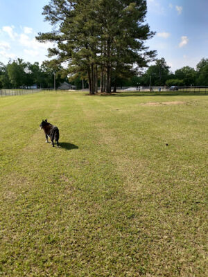 Hartselle Dog Park