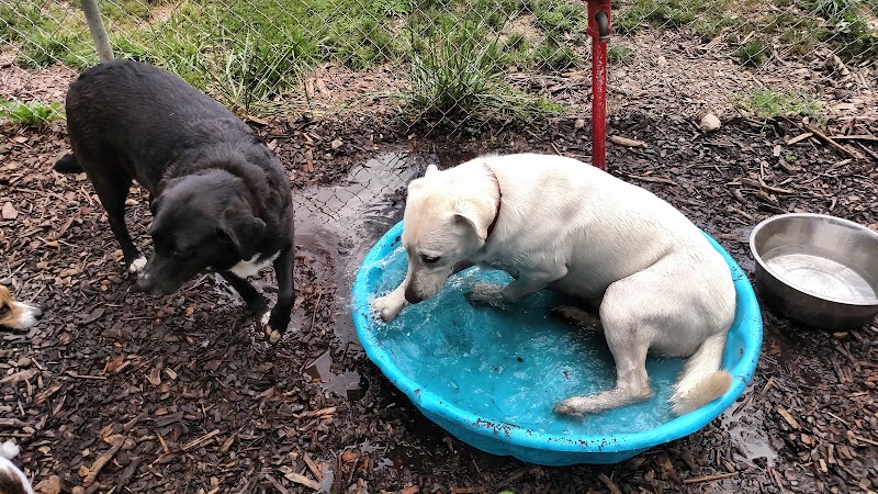 Barry County Veterans Memorial Dog Park - Hastings, MI