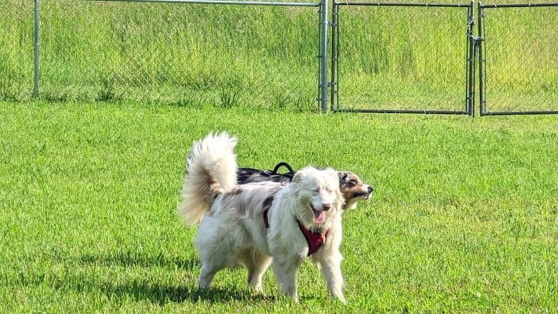 Barry County Veterans Memorial Dog Park - Hastings, MI