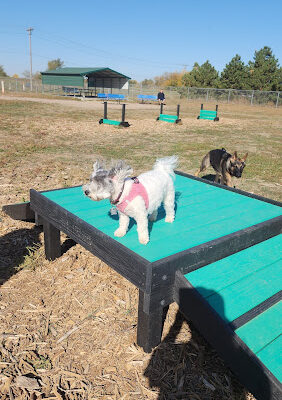 Hastings Dog Park
