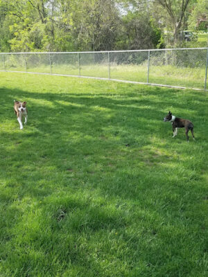 Mill Creek Dog Park