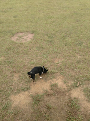 Fields of Barktopia