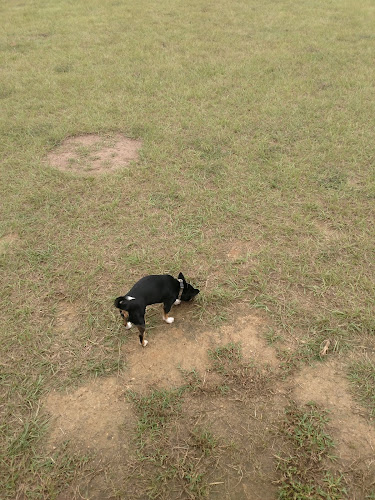 Fields of Barktopia