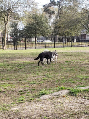 See Spot Run Dog Park