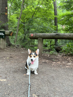Central Park Puppies
