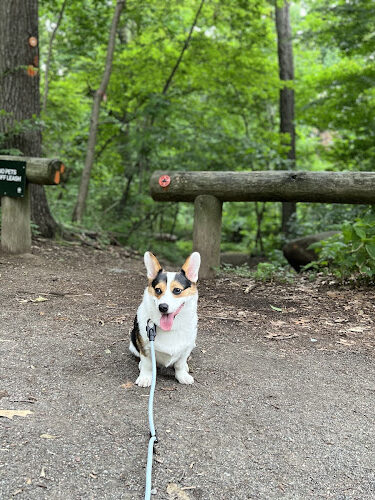 Central Park Puppies