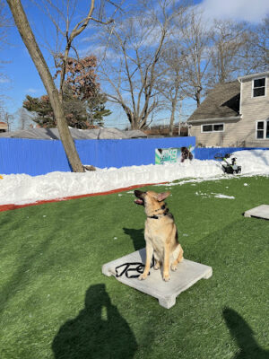 The K-9 Center