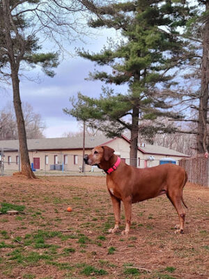 K9 Cody Dog Park