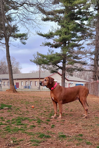 K9 Cody Dog Park