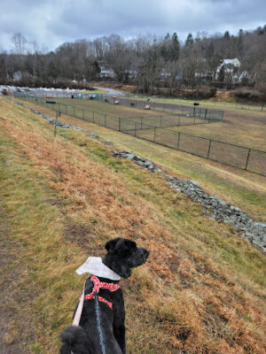 Riverside Dog Park