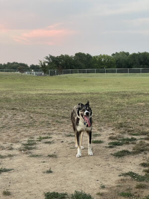 Haysville Dog Park At Dorner Park