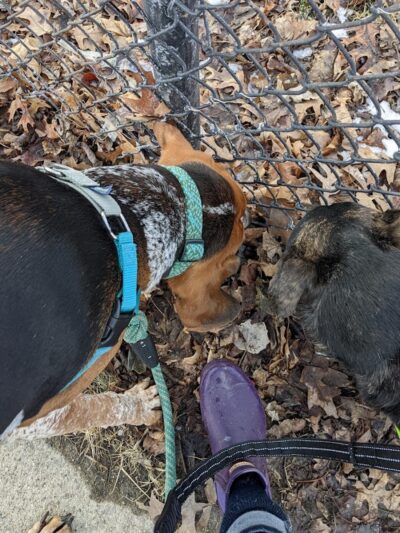 Dog Park - Hazel Park, MI