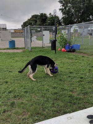 Dog Park