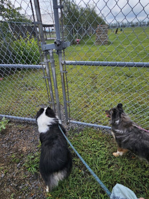 Bailey's Bark Park - Yearly Fee to Use