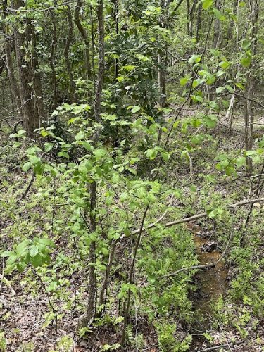 Heath Springs Walking Trail