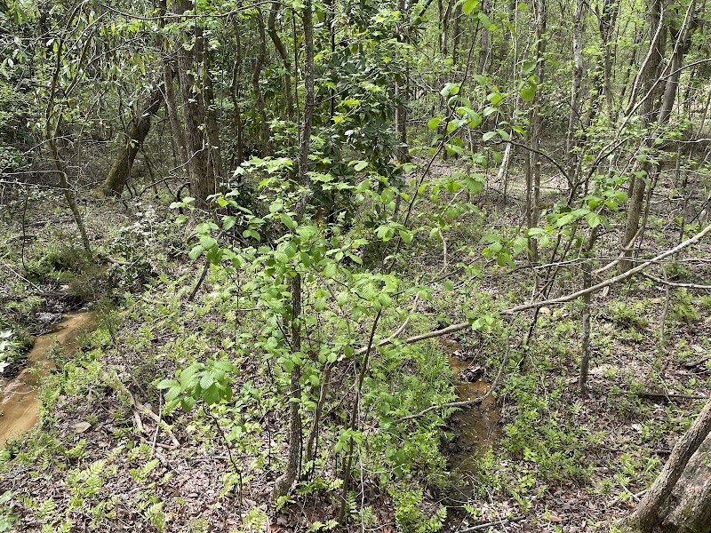 Heath Springs Walking Trail - Heath Springs, SC