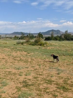 Paws Park Dog Park