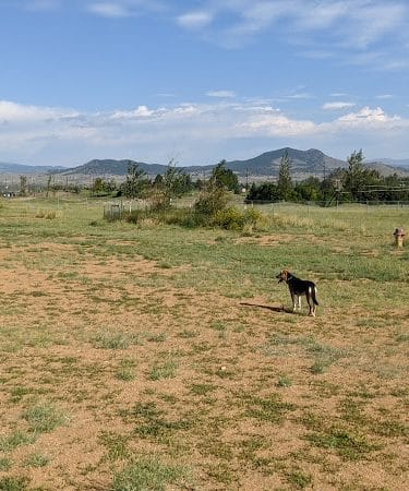 Paws Park Dog Park