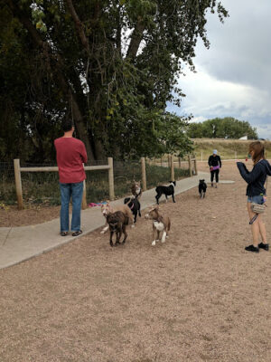 First Creek Dog Park