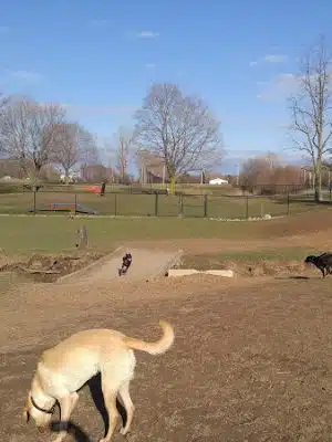 Lookup Park Dog Park