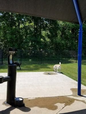 All Bark Village