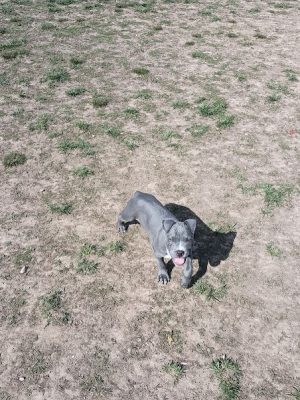 Herculaneum Dog Park