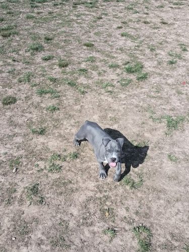 Herculaneum Dog Park