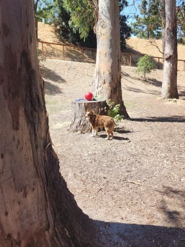 Dog park