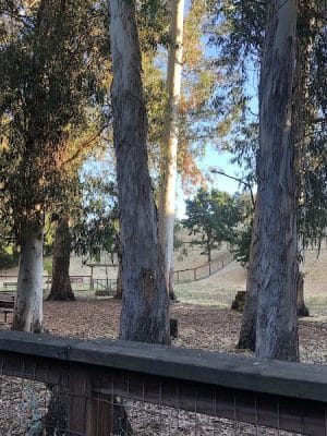 Dog park