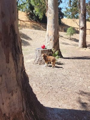 Dog park