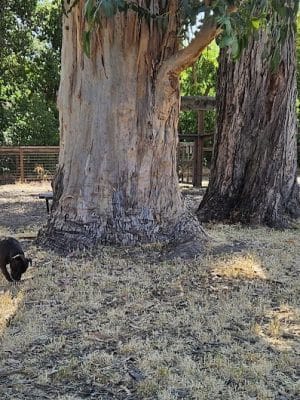Ohlone Park