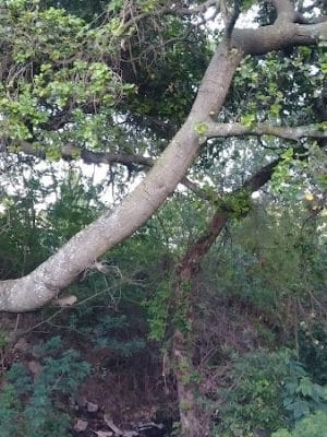Ohlone Park