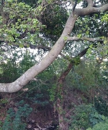 Ohlone Park