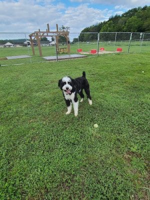 Hermann Dog Park - Hermann, MO