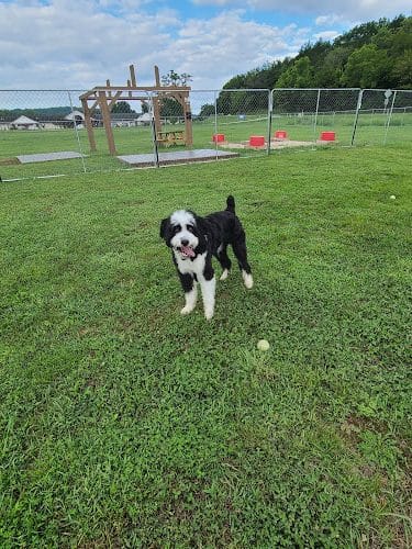 Hermann Dog Park