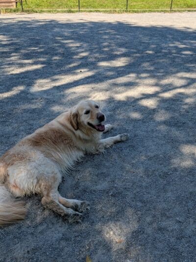 Chandon Dog Park - Herndon, VA