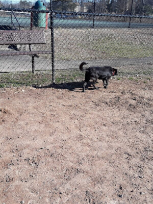 Chandon Dog Park
