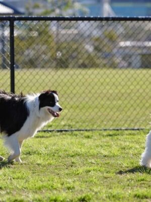 Dog Park