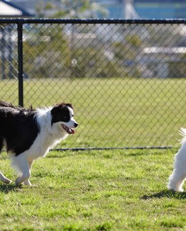 Dog Park