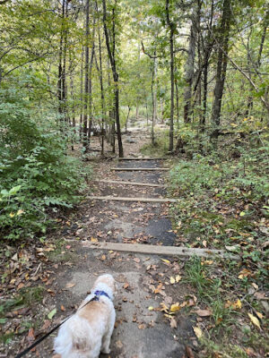 Runnymede Park