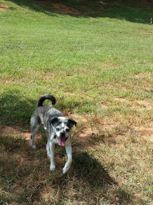 St Stephens Park & Dog Park