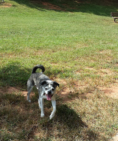 St Stephens Park & Dog Park