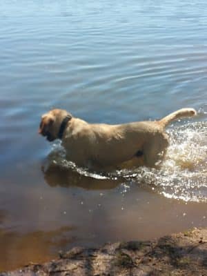 Dog Beach Park - Hidden Valley Lake, CA