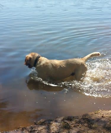 Dog Beach Park
