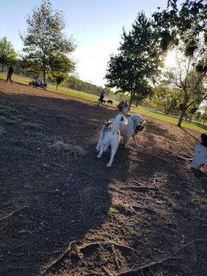 Donaldson Dog Park