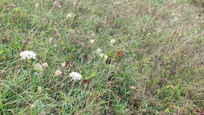 Sod Farm Field Trial Grounds - Highland Township, MI