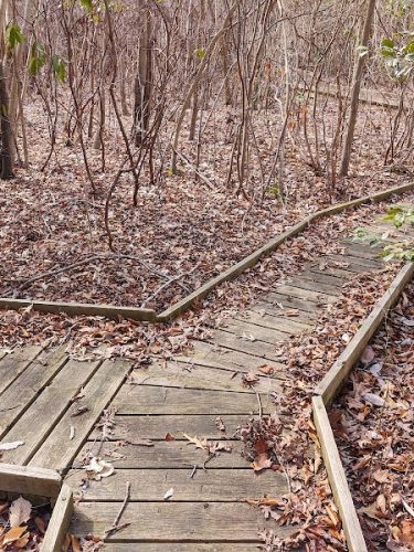 Suitland Bog Natural Area