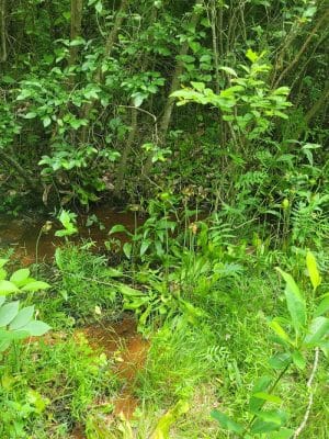 Suitland Bog Natural Area