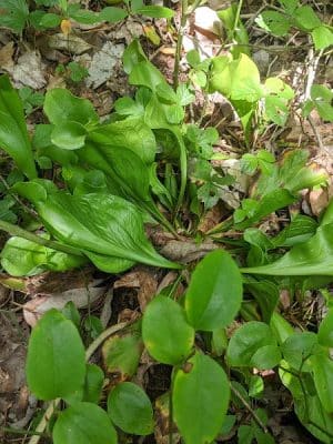 Suitland Bog Natural Area